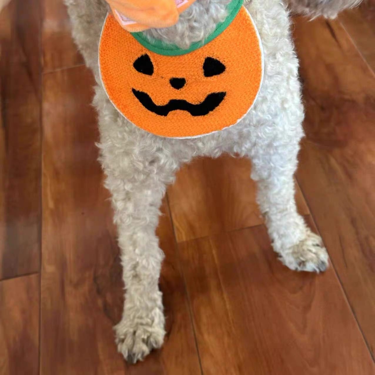 Customer photo review of Halloween Bandana Costume Bib