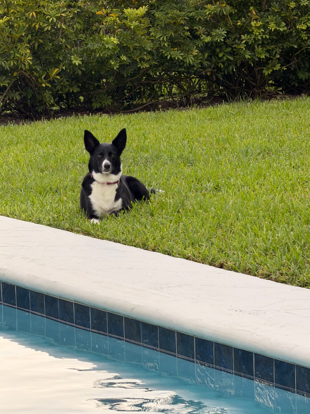 Customer photo review of Border Collie Silhouette Shirt