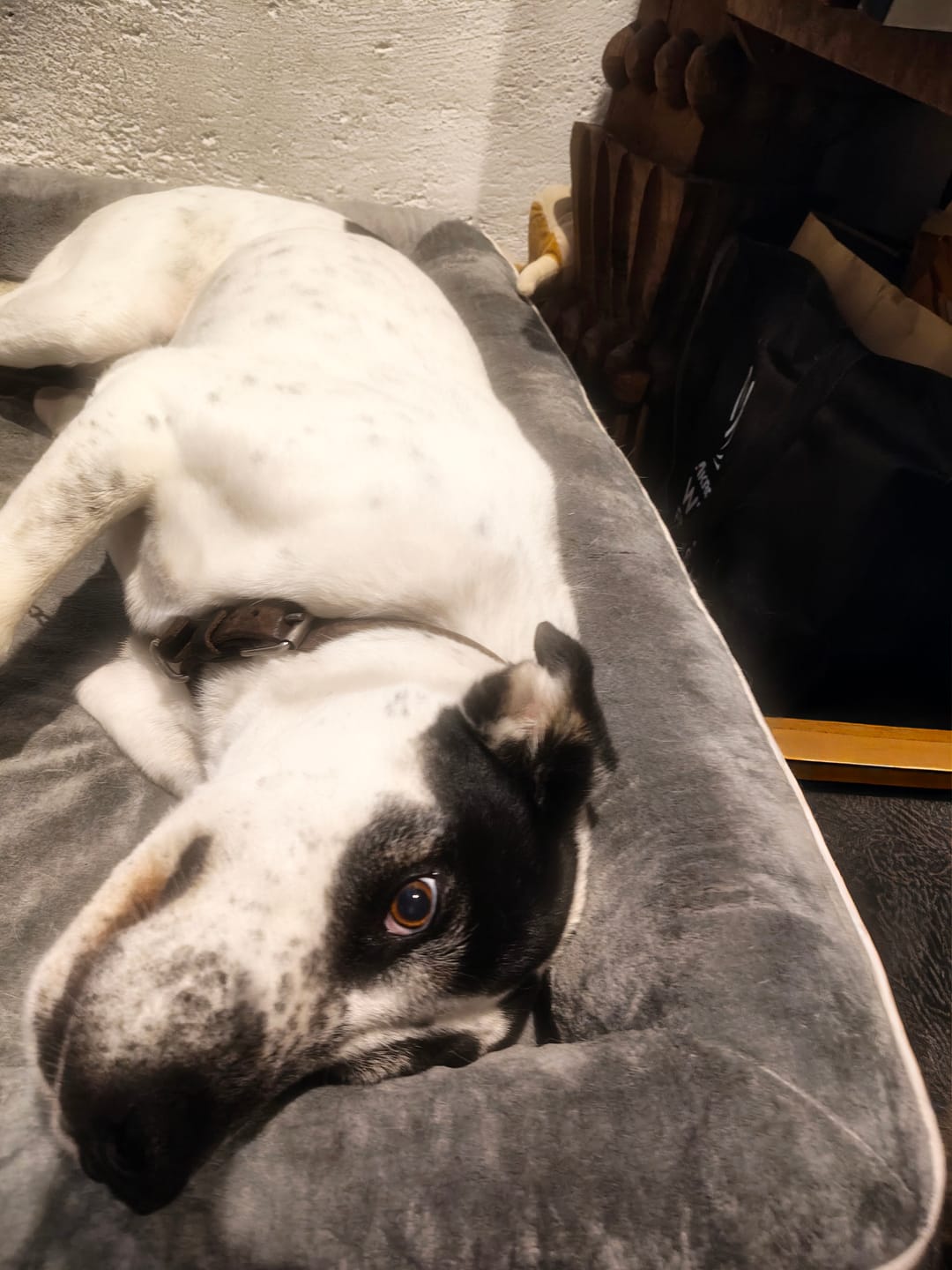 Customer photo review of Cama Ortopédica para Perros