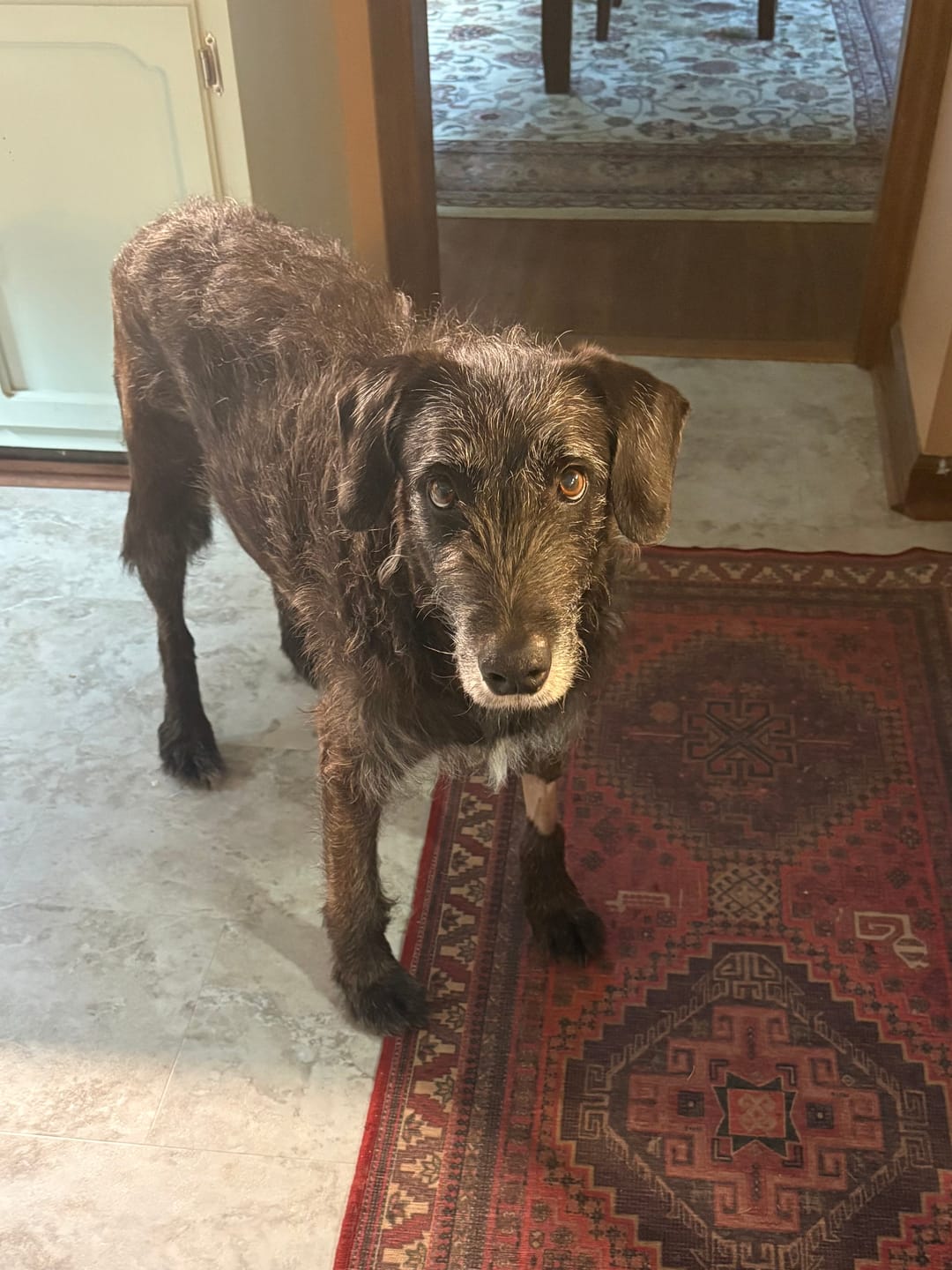 Customer photo review of All Pups Seasoning: Essential Nutrients