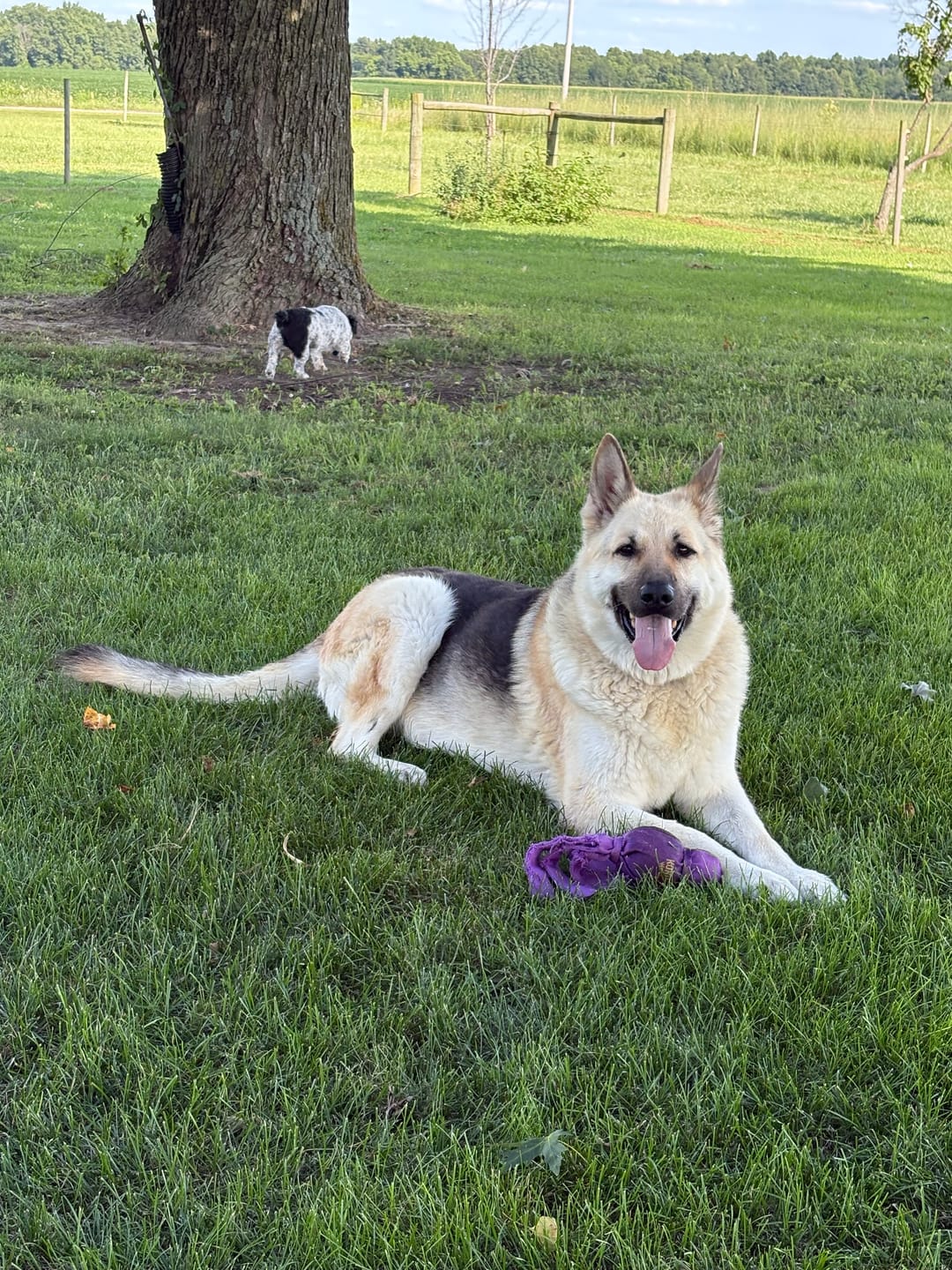 Customer photo review of KING KALM 600mg CBD with Copaiba, Krill Oil and DHA for Dogs & Cats