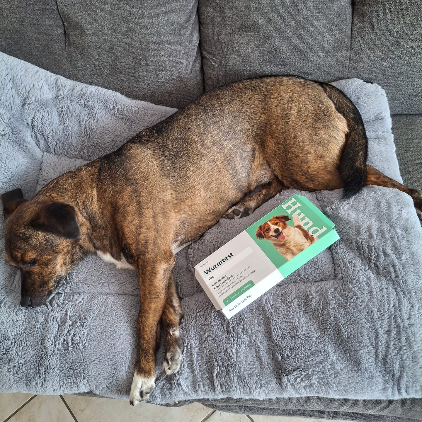 Customer photo review of Wurmtest Pro Hund