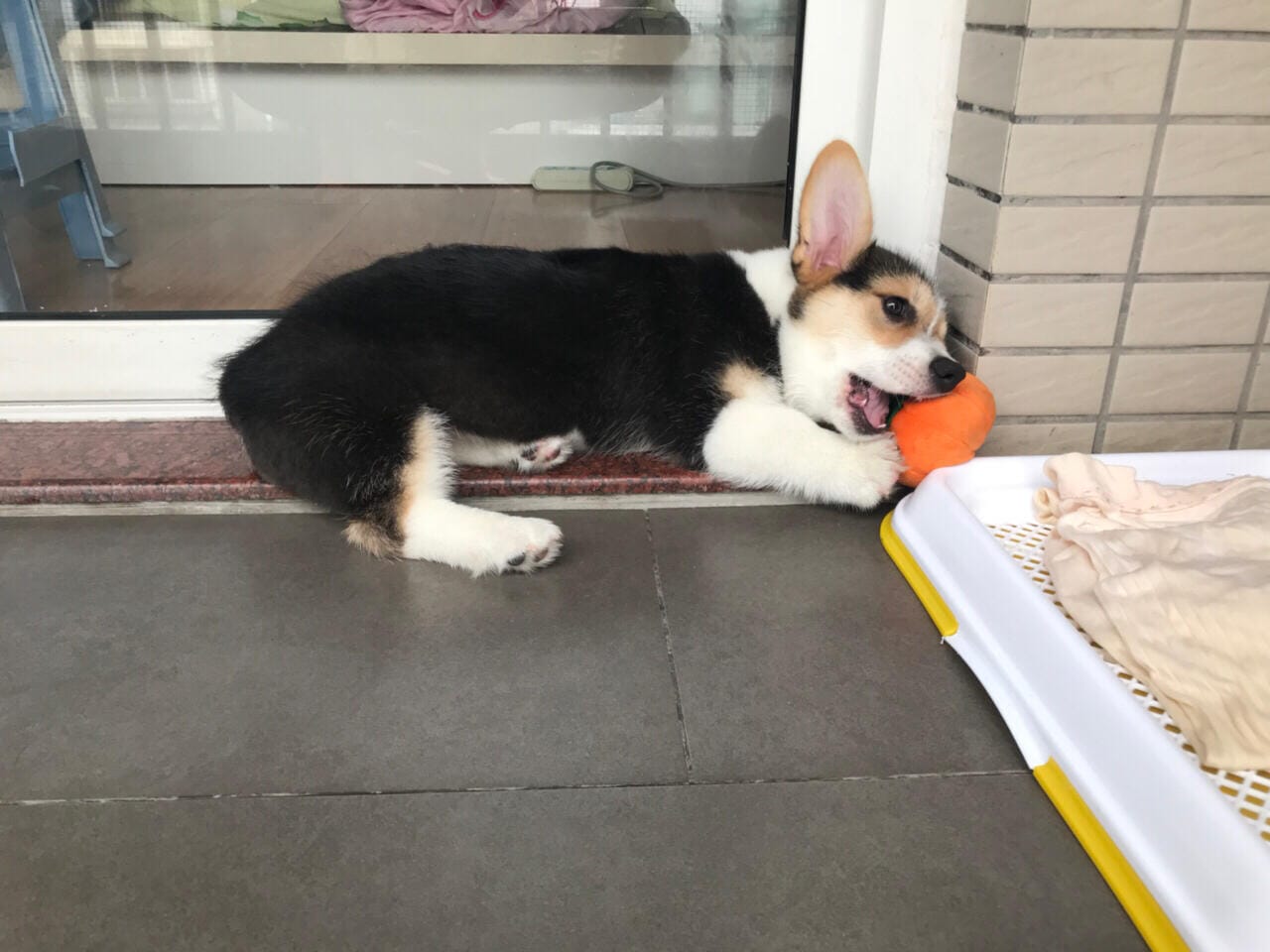 Customer photo review of 3 Pcs Pumpkin Chew Toys Plush