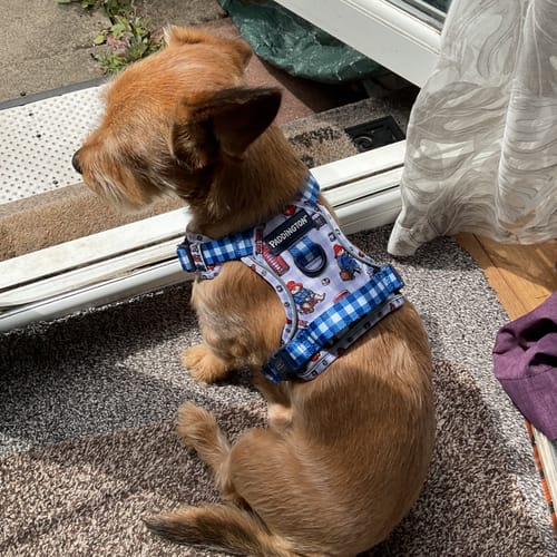 Customer photo review of Paddington™ Tough Trails™ Harness - London
