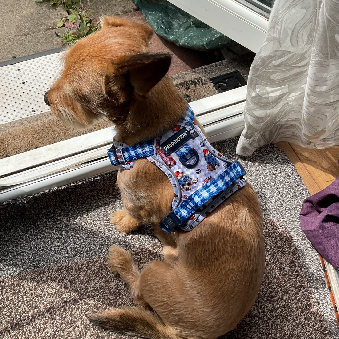 Customer photo review of Paddington™ Tough Trails™ Harness - London