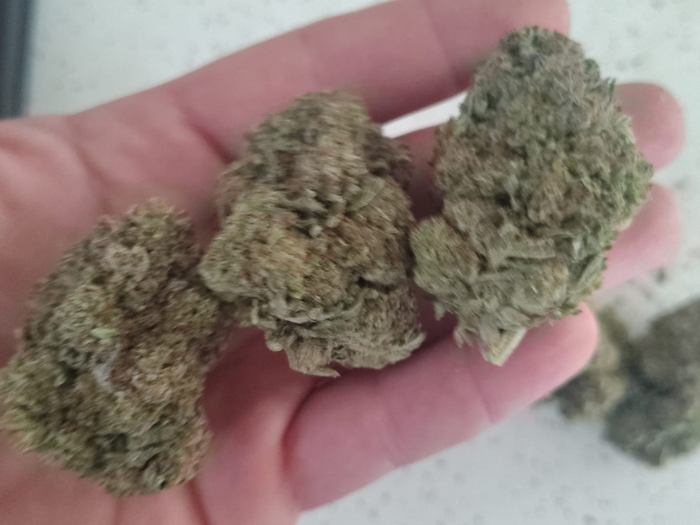 Customer photo review of Truffle - Bulk - Indica