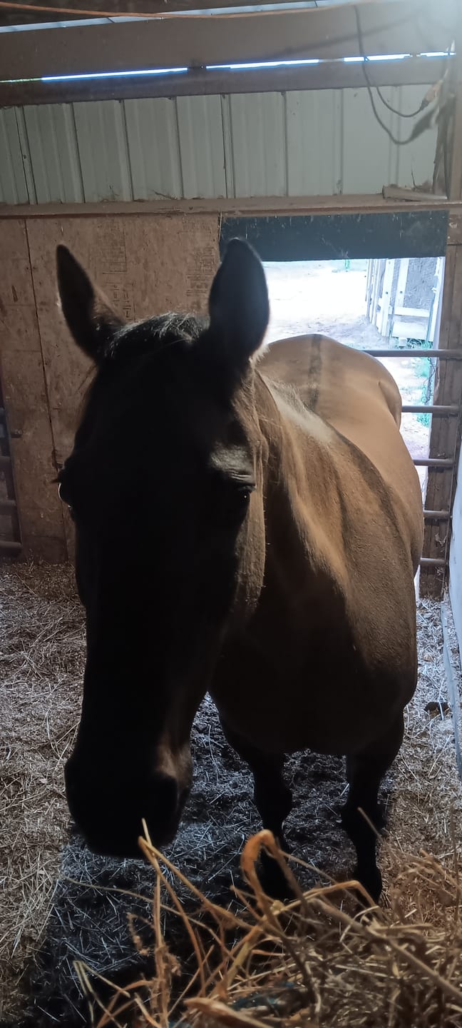 Customer photo review of OptiWize Collagen +Plus Horse Joint Supplement