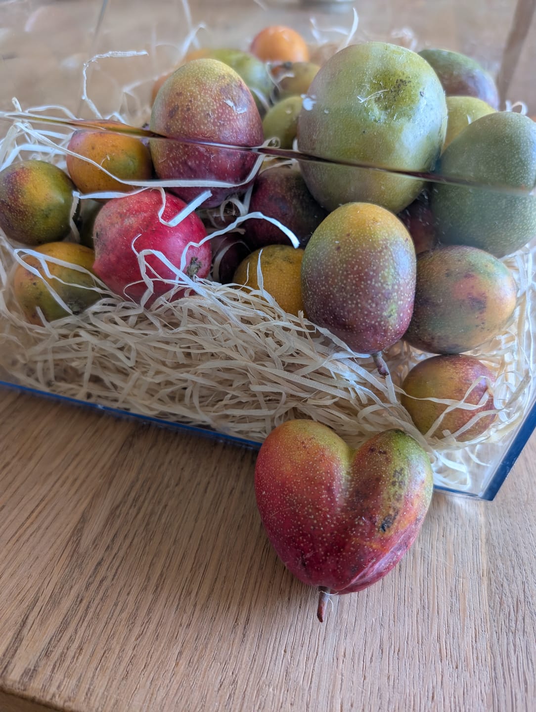 Customer photo review of Baby-Mango Irwin Bio von Julian