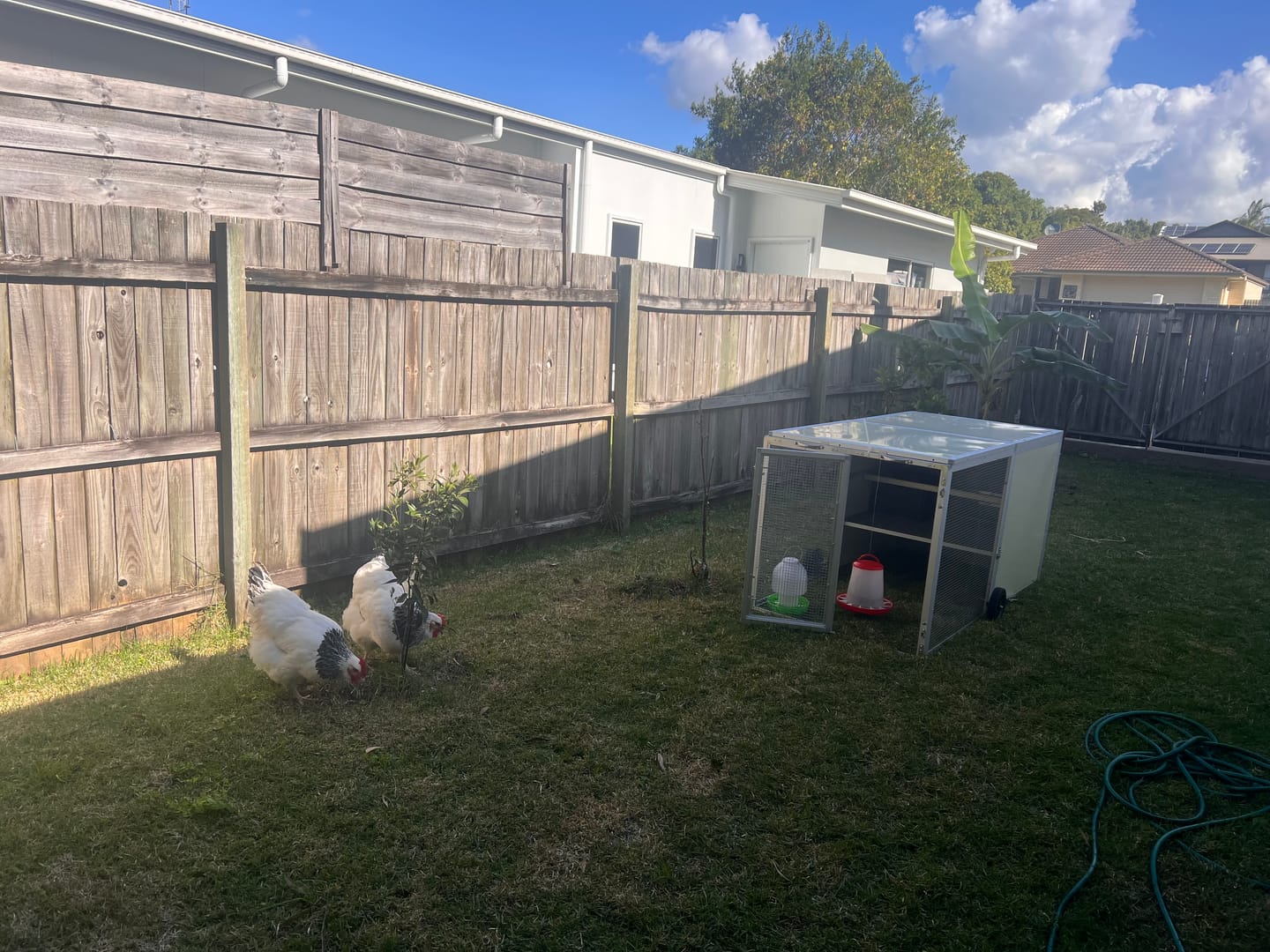Customer photo review of Mobile Chicken Coop / Chicken Tractor