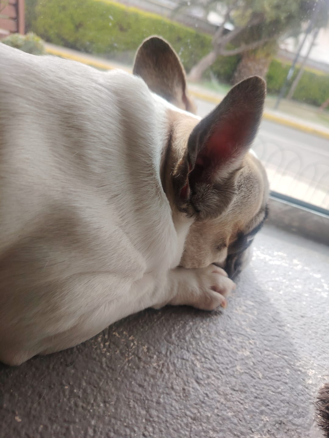 Customer photo review of PetFamily Cookies