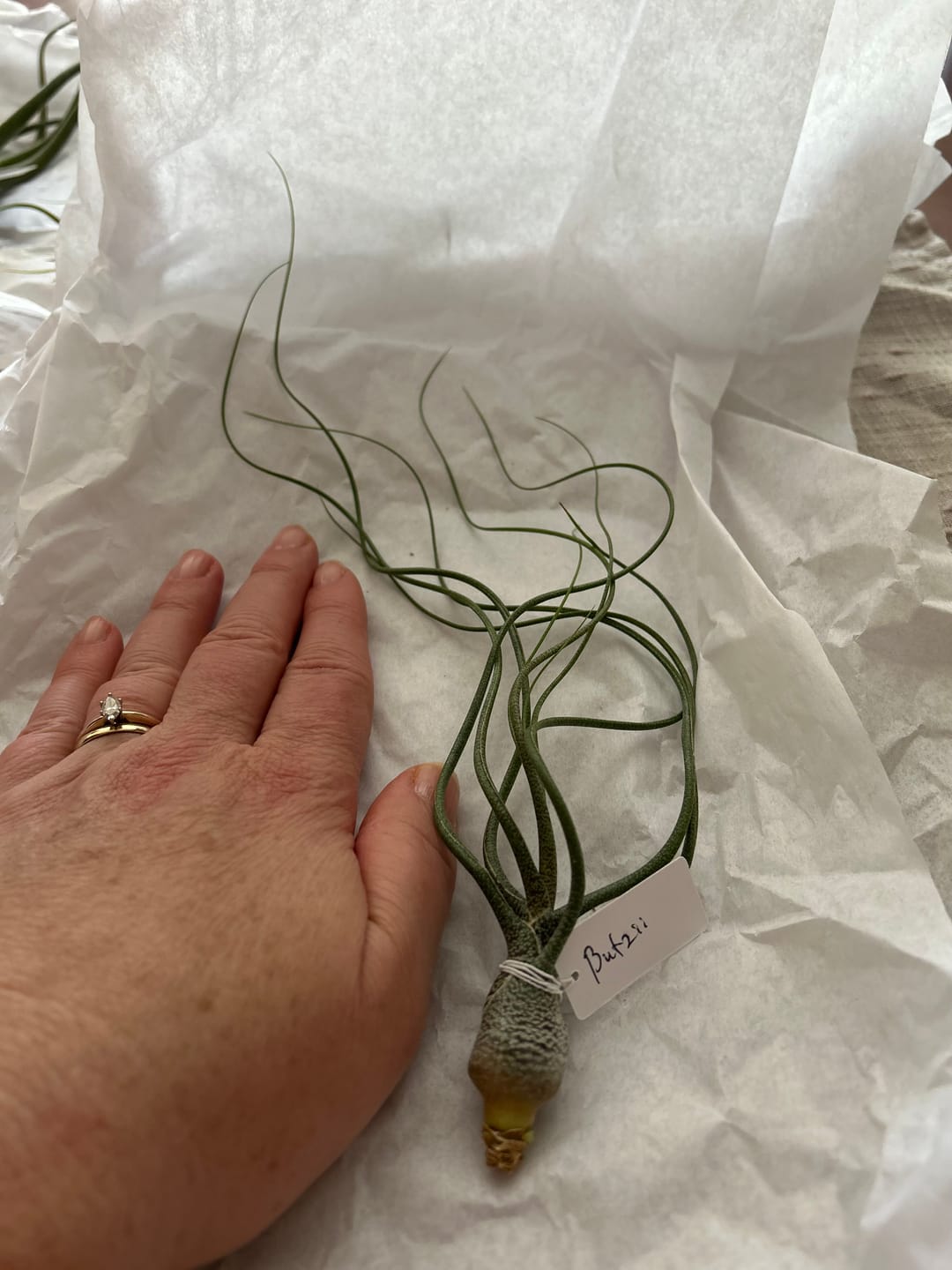 Customer photo review of Butzii