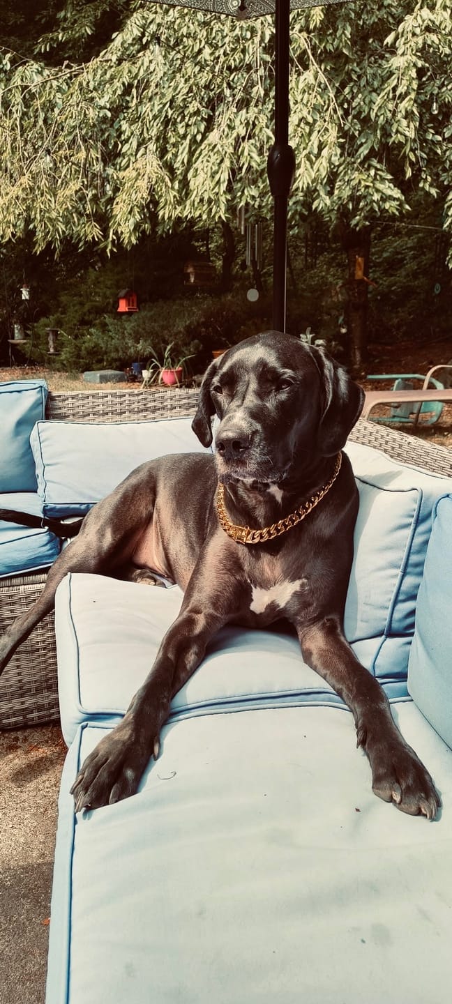 Customer photo review of Cuban Link Chain Dog Collar - Gold