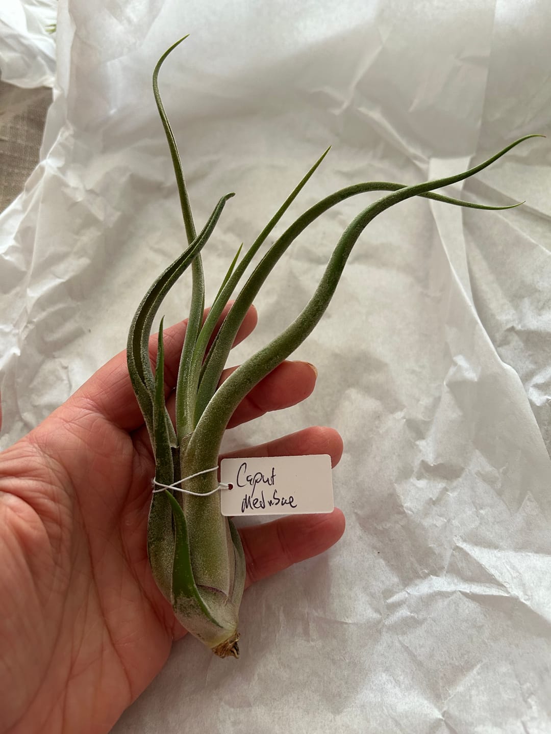Customer photo review of Caput Medusae  (Beginner Friendly!)
