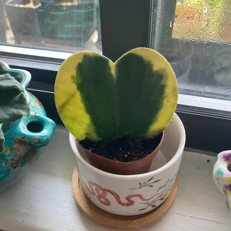 Customer photo review of Hoya Kerrii Heart Succulent Live Plant in 2” Nursery Pot - Indoor Heart Shaped Succulent