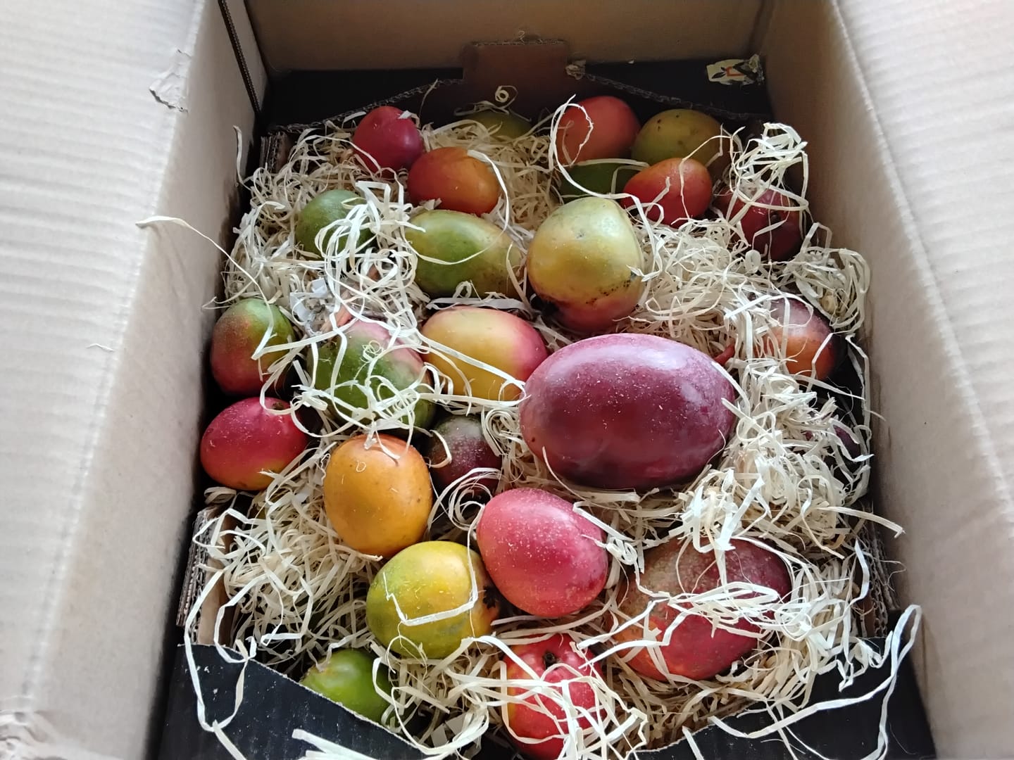 Customer photo review of Ägyptische Mango Entdeckerbox