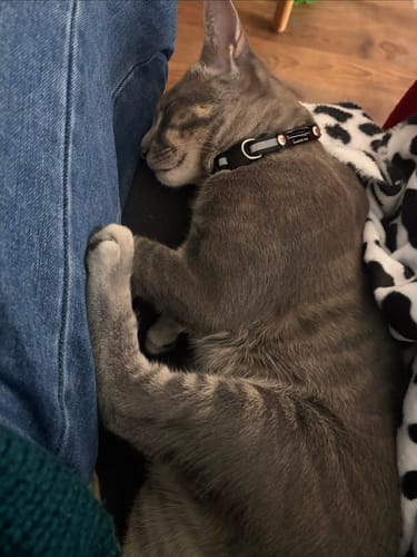 Customer photo review of Collar Remachado (Gato)