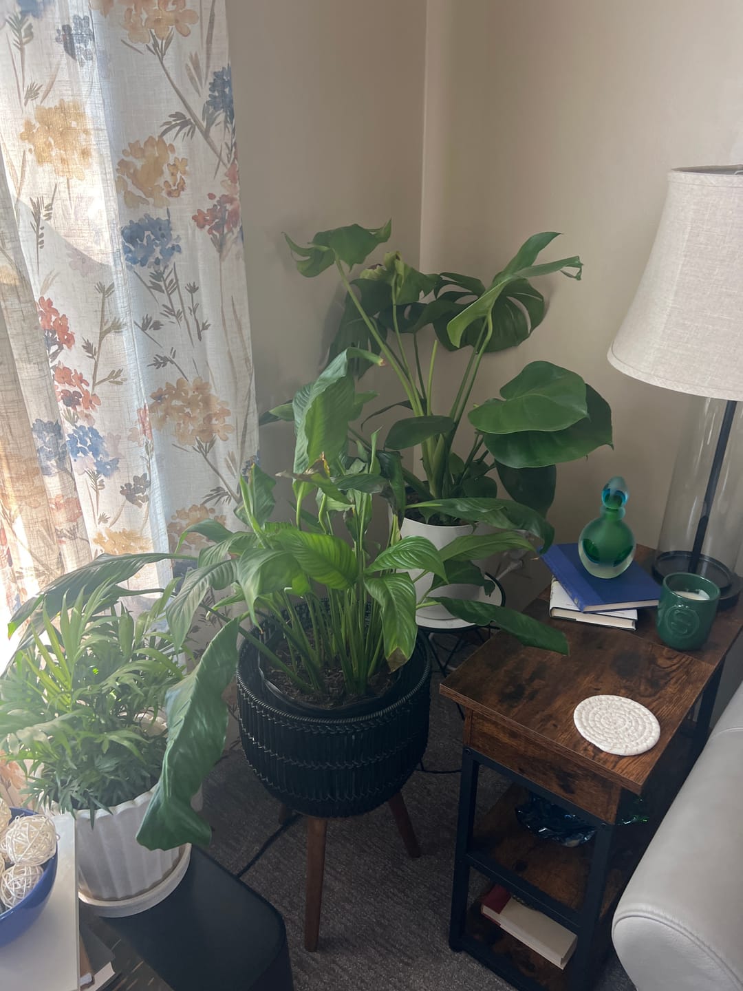 Customer photo review of Fungus Gnat Death Drops