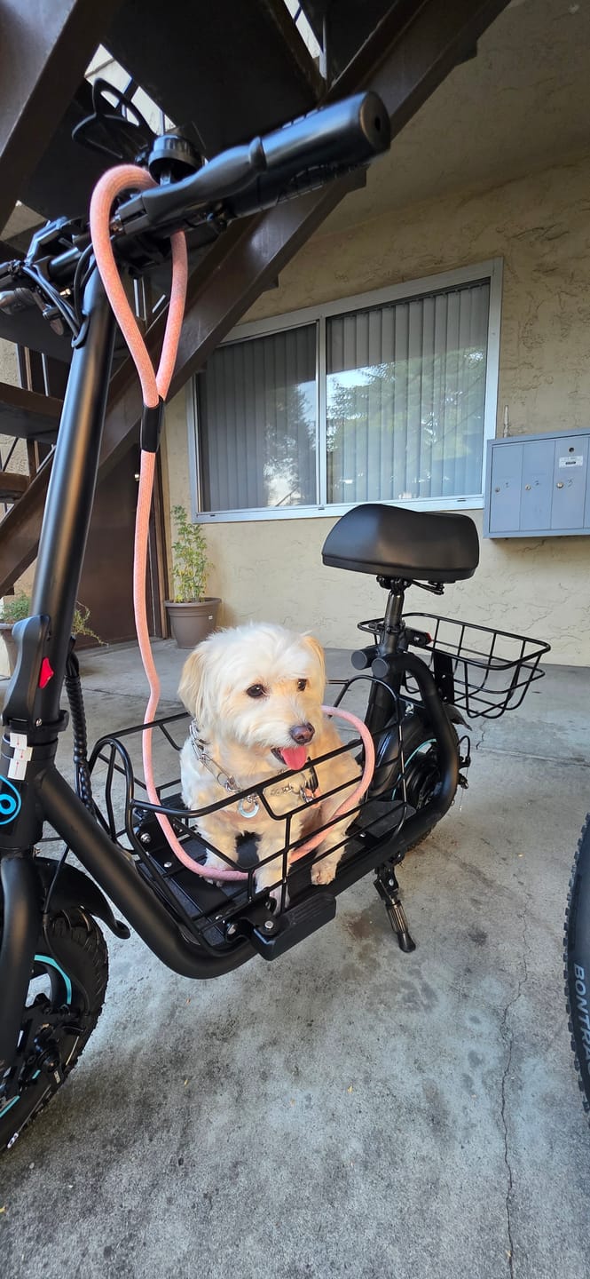 Customer photo review of Gyroor C1S/C1 Pro/C5 Padded Basket Insert for Pets