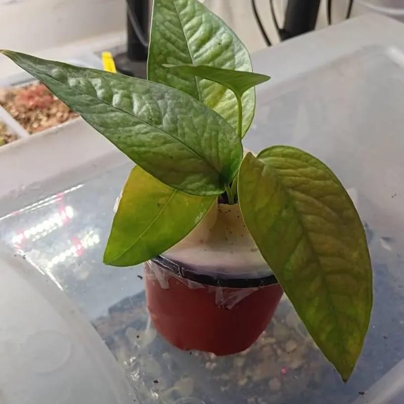 Customer photo review of Epipremnum Pinnatum 'Cebu Blue' Pothos in a Nursery Pot | Rare Cebu Blue Epipremnum Pinnatum | Gift Houseplants