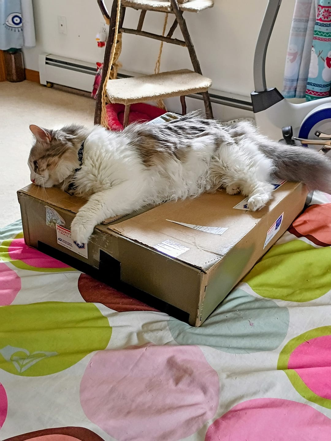 Customer photo review of Cat Calming & Aggression Aid