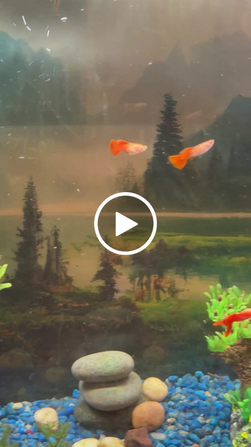 Customer video review of Albino Full Red Big Dorsal Guppy Fish