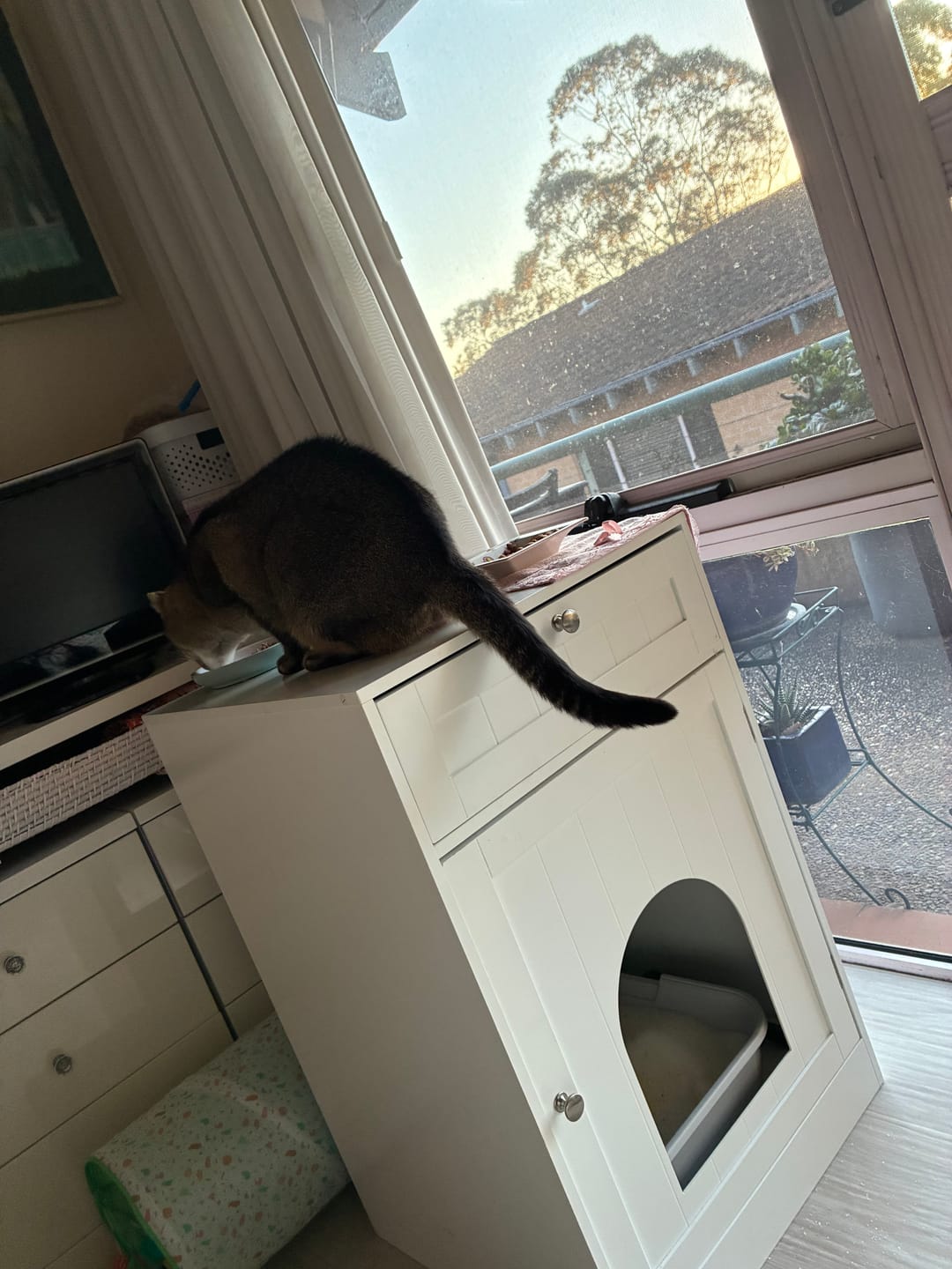 Customer photo review of Fit Litter