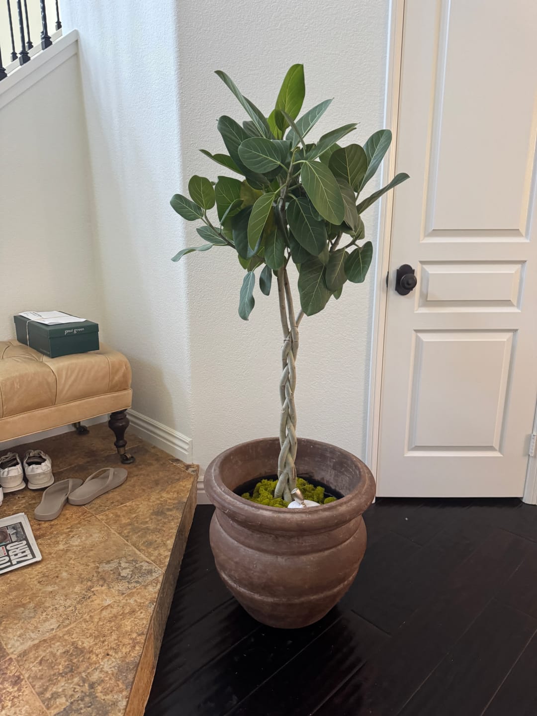 Customer photo review of Braided Ficus Audrey Tree Form Multi Stem, Bengal Fig