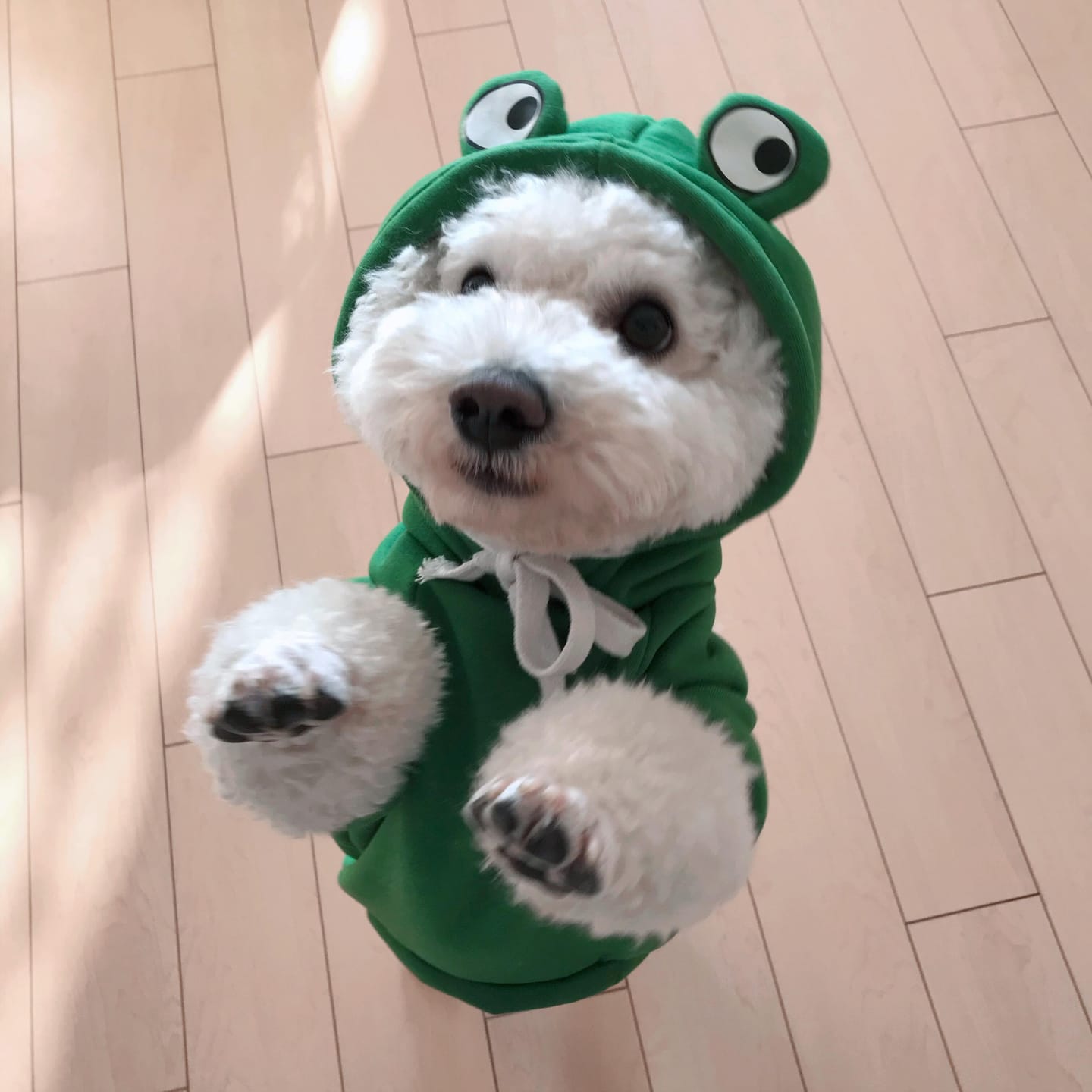 Customer photo review of Frog Hoodie Fleece Sweater
