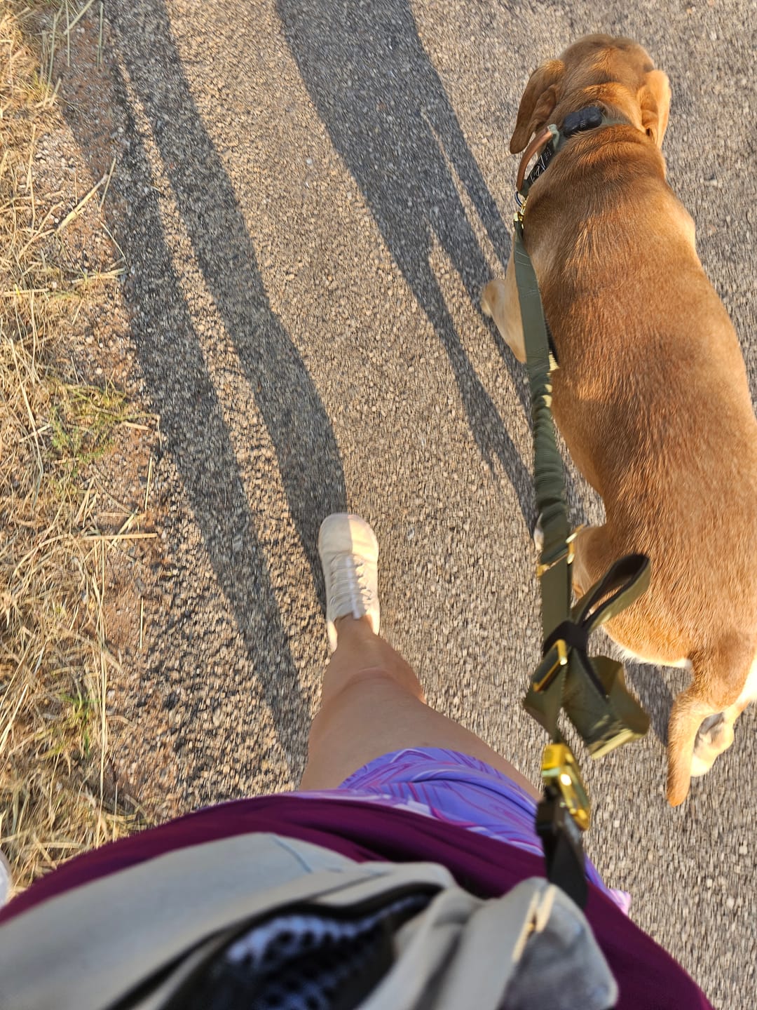 Customer photo review of Adventure Bungee Leash