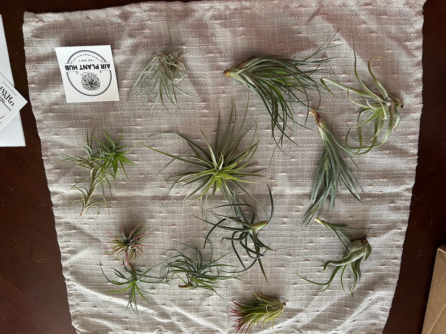 Customer photo review of B Quality Greenhouse Mix 10 Plant Pack