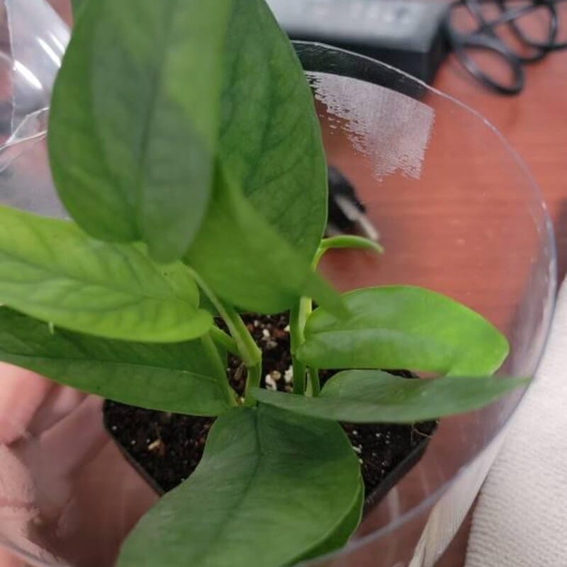 Customer photo review of Epipremnum Pinnatum 'Cebu Blue' Pothos in a Nursery Pot | Rare Cebu Blue Epipremnum Pinnatum | Gift Houseplants