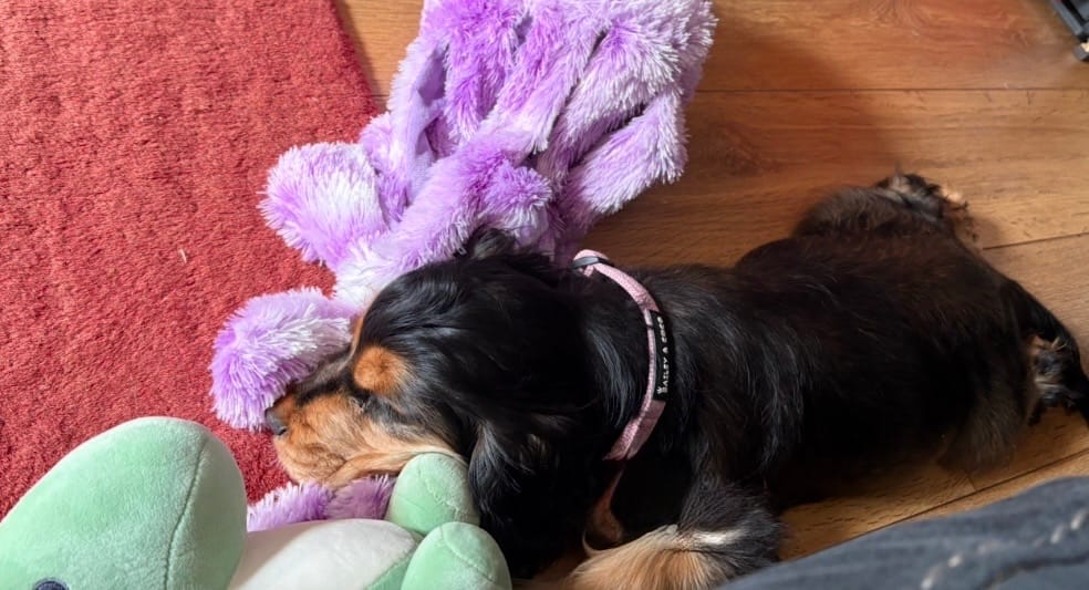 Customer photo review of Adjustable Collar - Bubblegum Pink Tweed