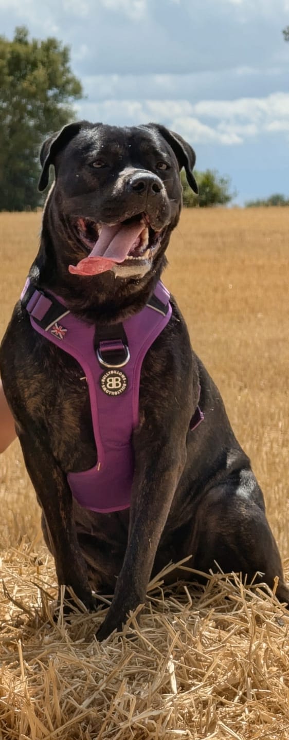 Customer photo review of Anti Pull Hurricane Harness Lighter | With Handle - Purple