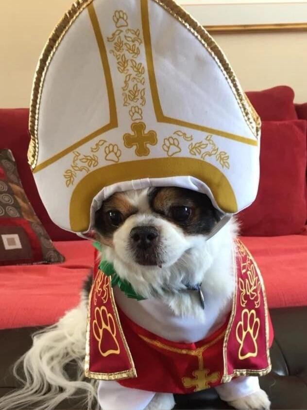 Customer photo review of Costumes Dog Pope Outfit