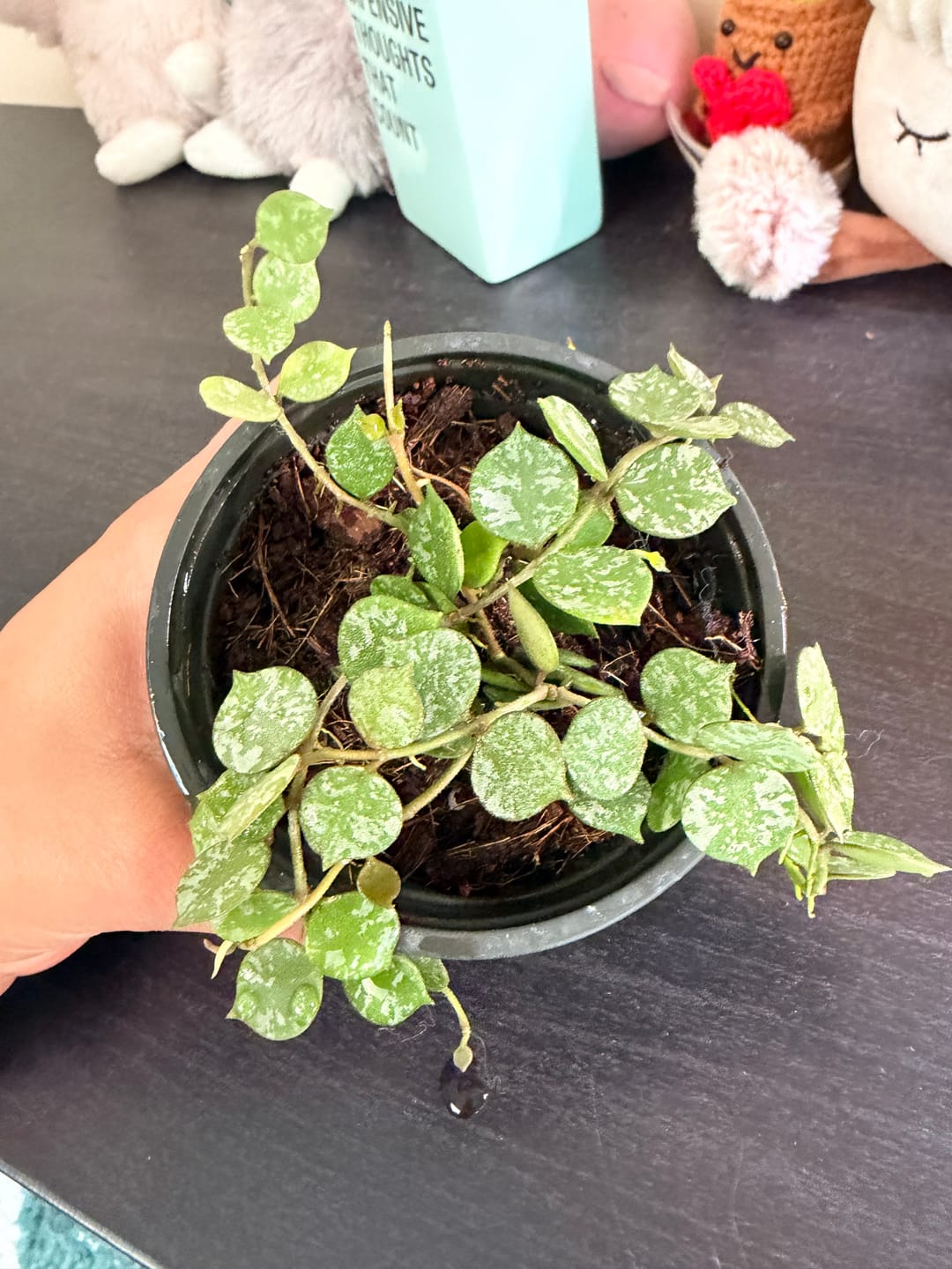 Customer photo review of Hoya curtisii