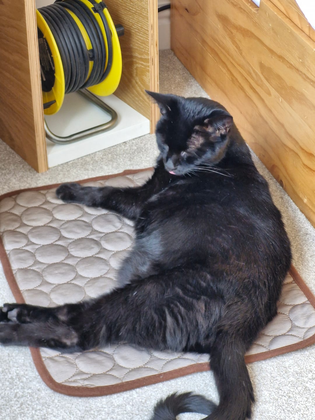 Customer photo review of The Ultimate Cooling Pet Mat