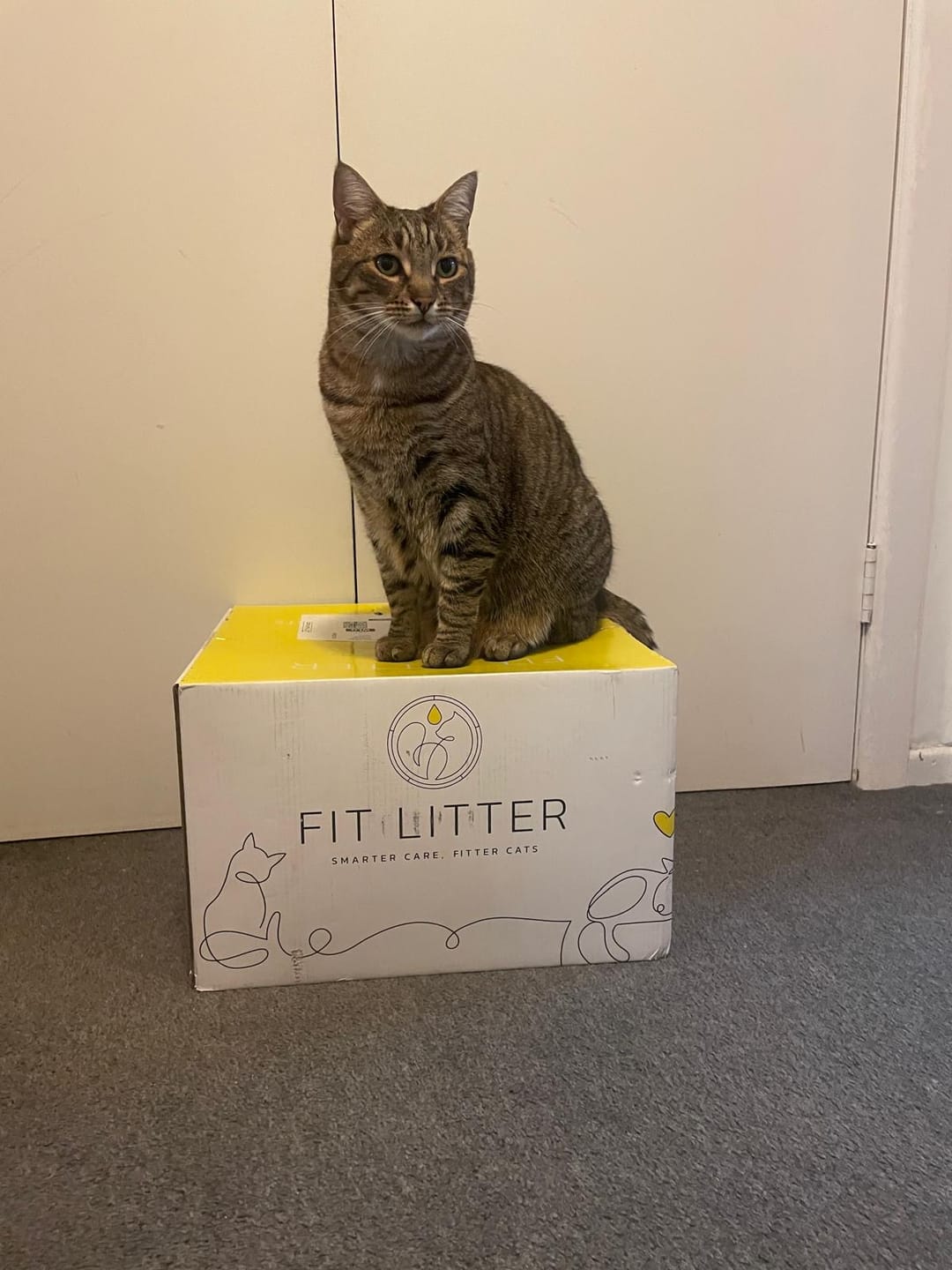 Customer photo review of Fit Litter