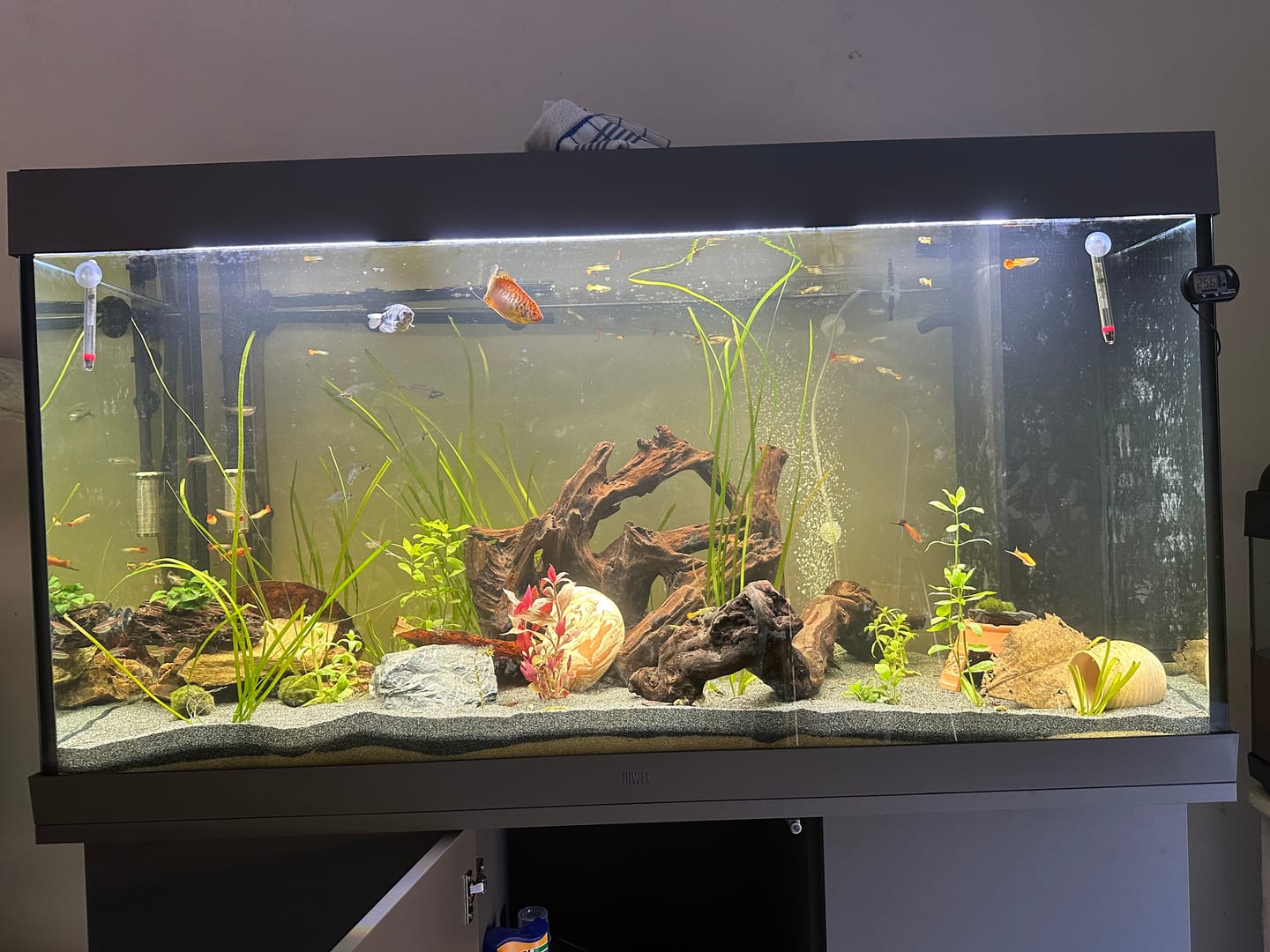 Customer photo review of Aquarium Rio 350 LED Gris  Équipé JUWEL - 350L