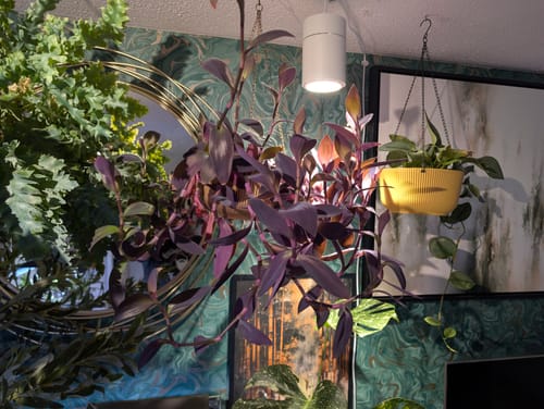 Customer photo review of Claria Grow Light Pendant