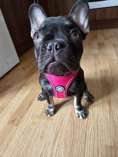 Customer's French Bulldog wearing a pink Step In Harness while looking up on a wooden floor.