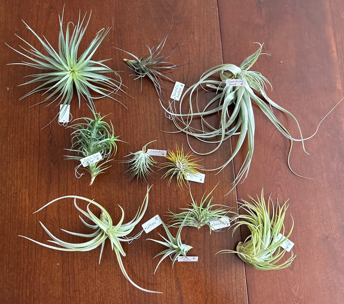Customer photo review of Air Plant Mystery Box  Curated Tillandsia Collection  5 Tiers Available