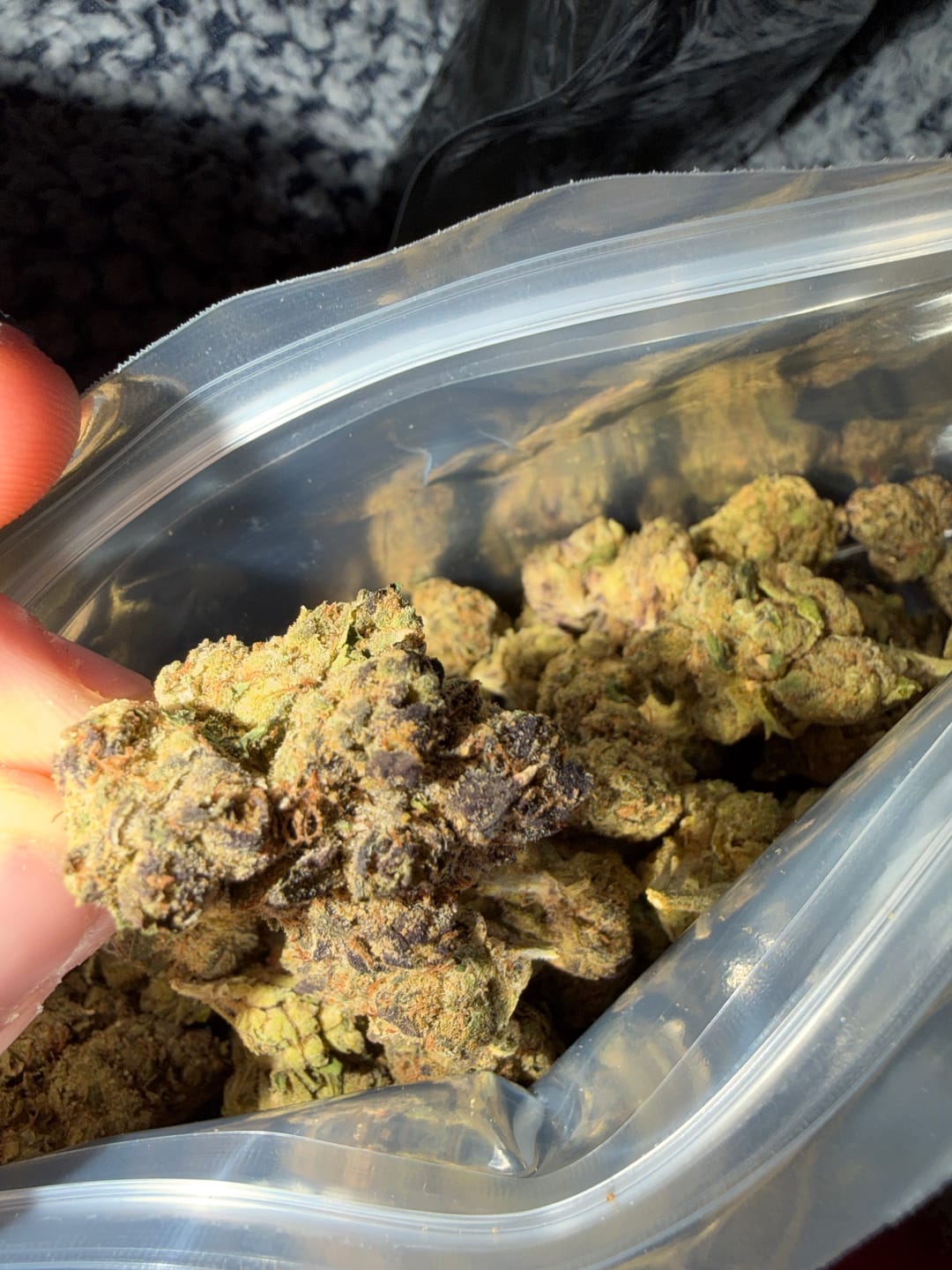 Customer photo review of Galactic Warheads | THCA Flower