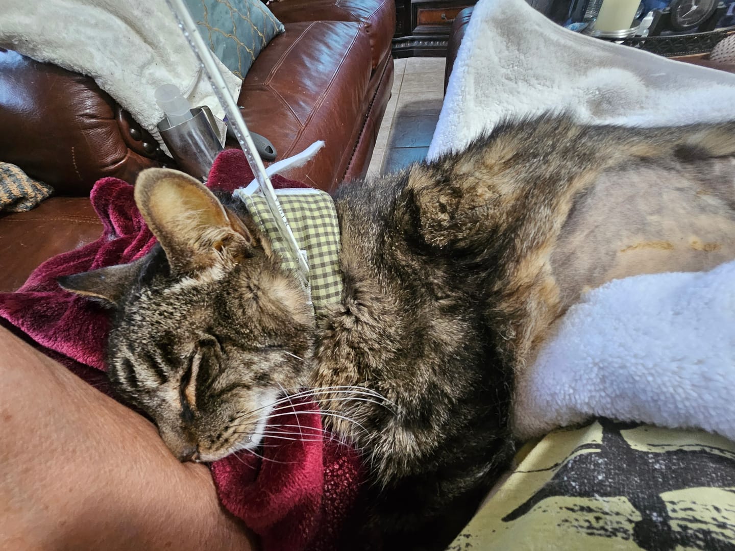 Customer photo review of Royal Canin Veterinarian Diet - Recovery Convalescence Liquid (4 pack- 8 oz each)