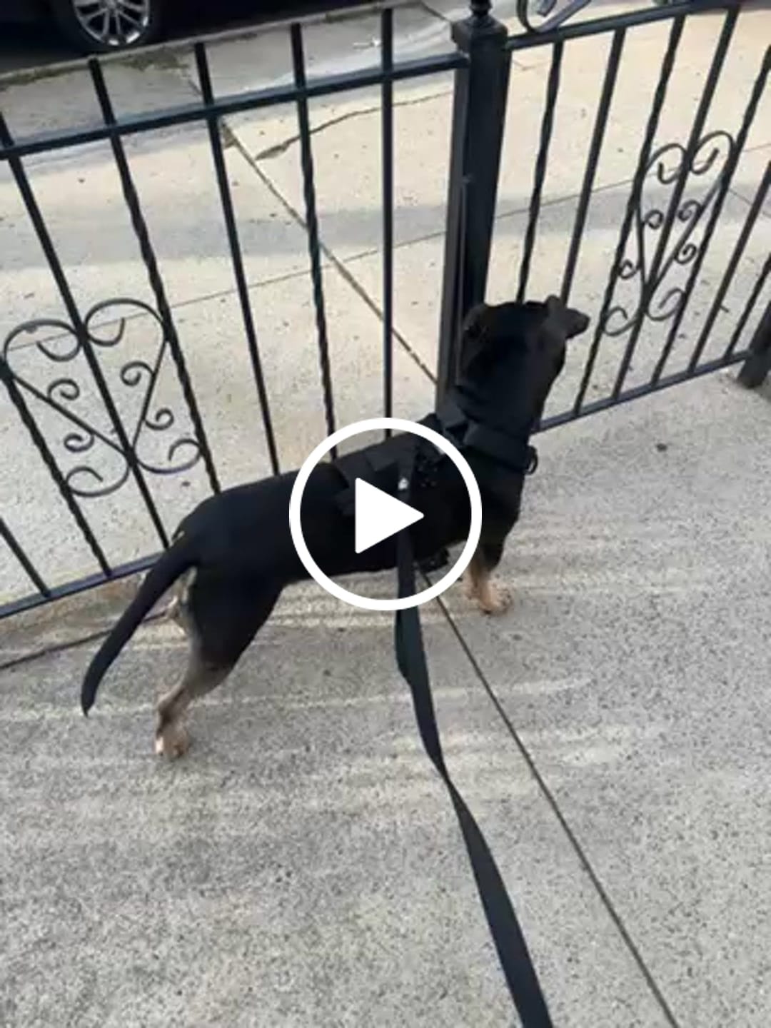 Customer video review of No Pull Bully Proof Harness