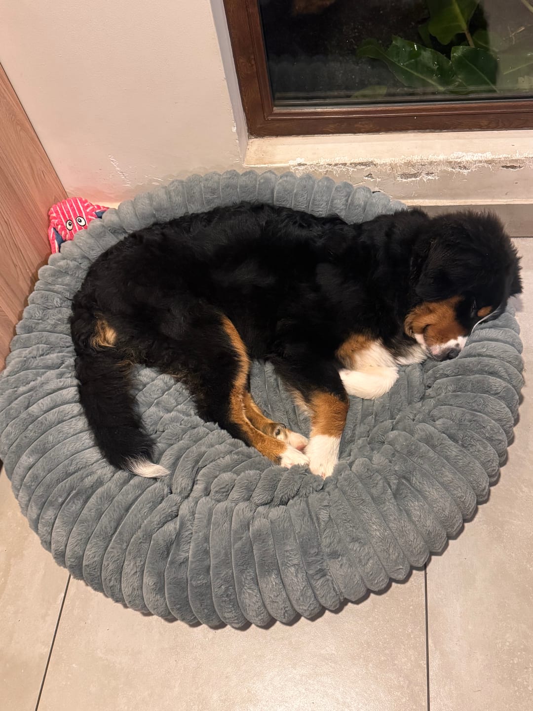 Customer photo review of Luxury Edition: Cama Anti-Estrés THE DOGS