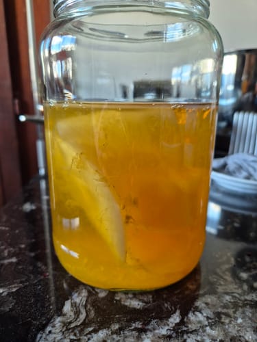 Customer's Kombucha Tee Pilz fermenting in a large glass jar on a dark marble surface.