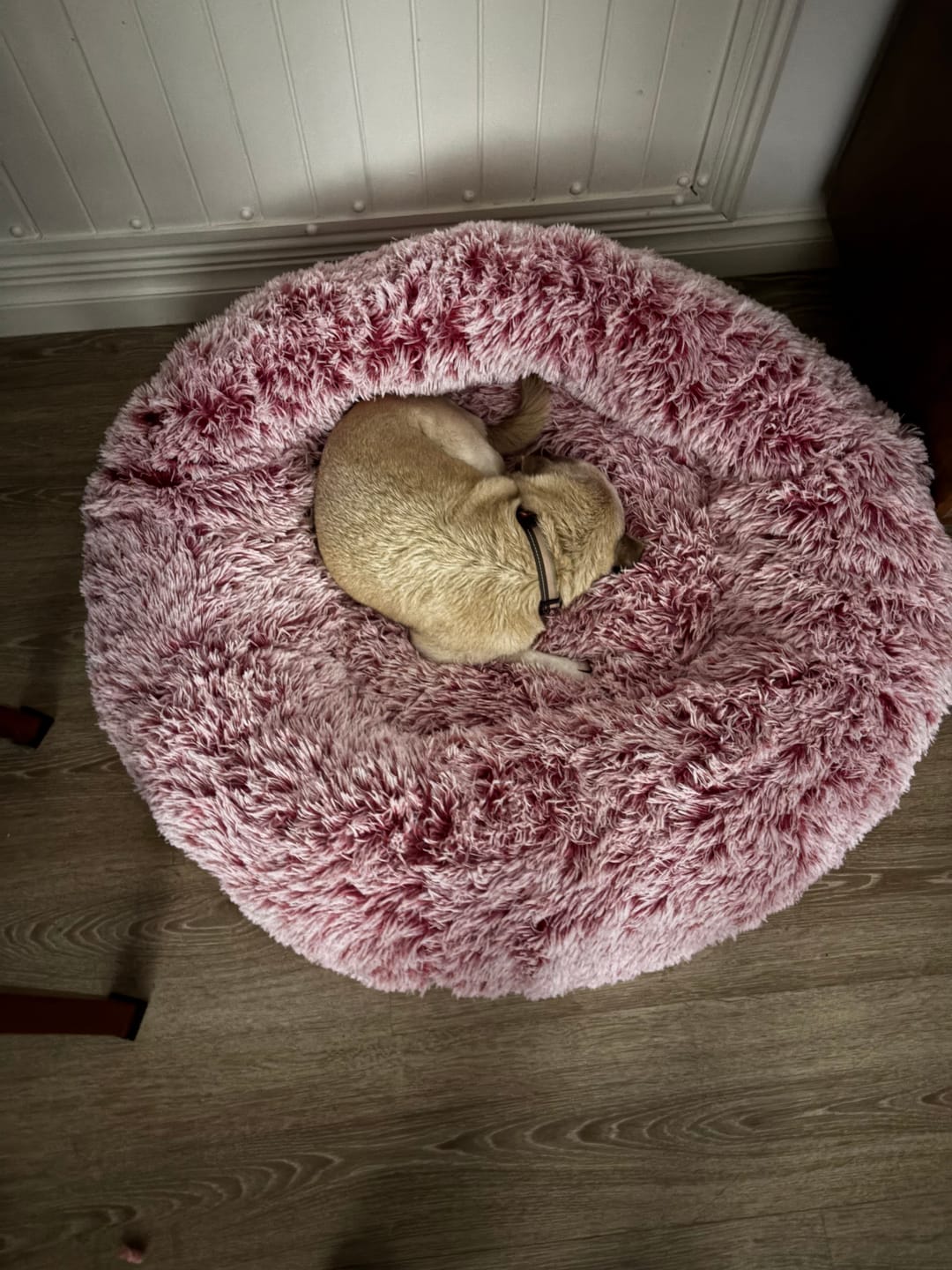 Customer photo review of Calming Pet Bed with Removable Cover