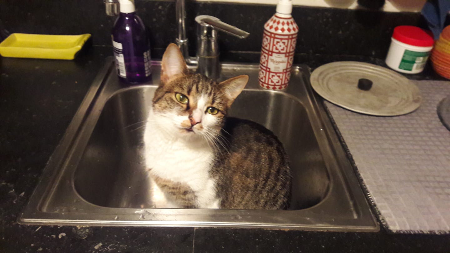Customer photo review of Émincés Volaille & Légumes - Chat