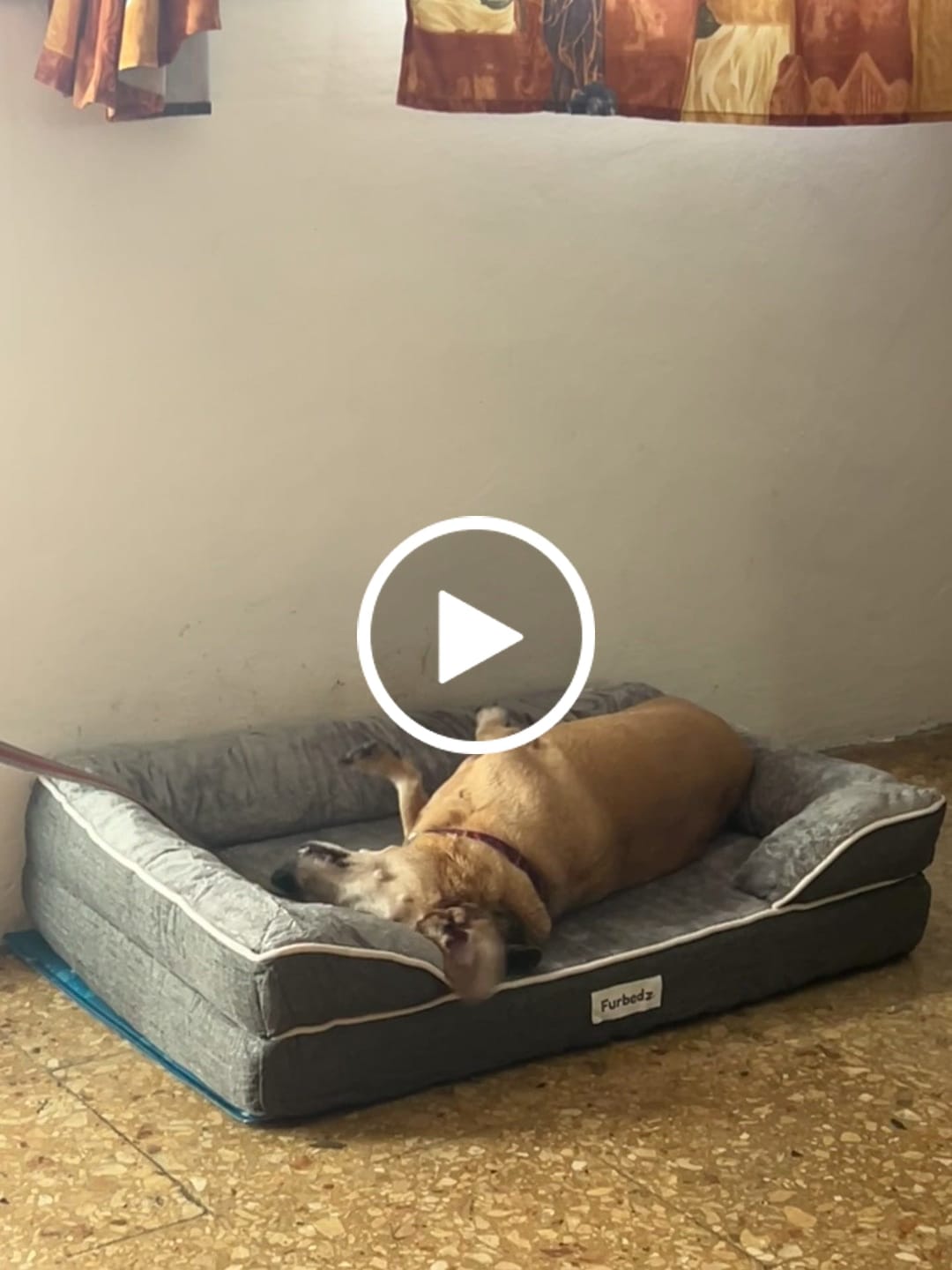 Customer video review of Cama Ortopédica para Perros