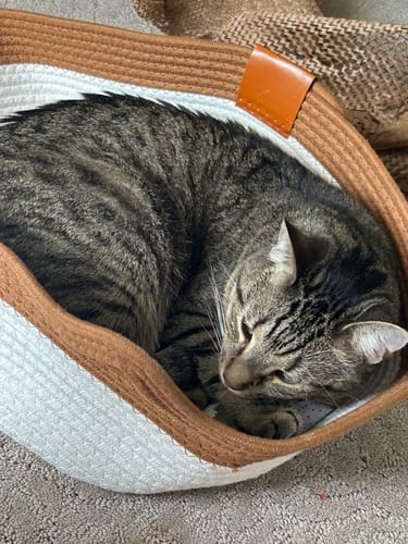 Customer's cat sleeping peacefully inside the white and brown Instinct Basket.